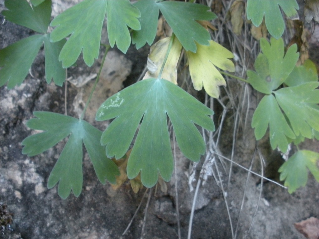 Aquilegia champagnatii / Aquilegia di Champagnat